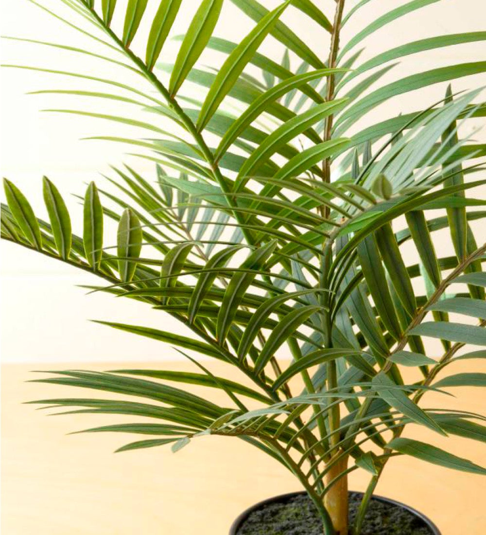 Faux Potted Areca Palm