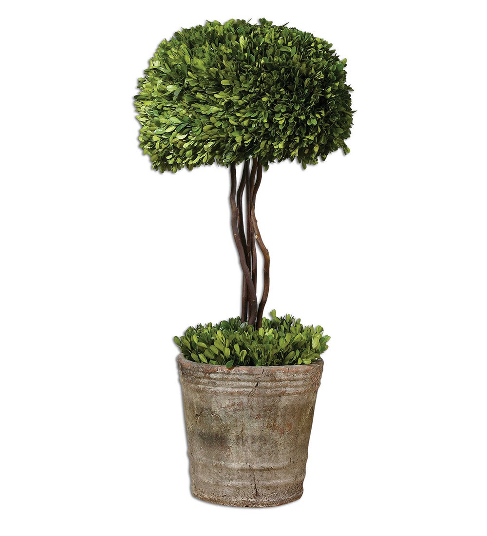 Preserved Boxwood Topiary Tree in Terra Pot