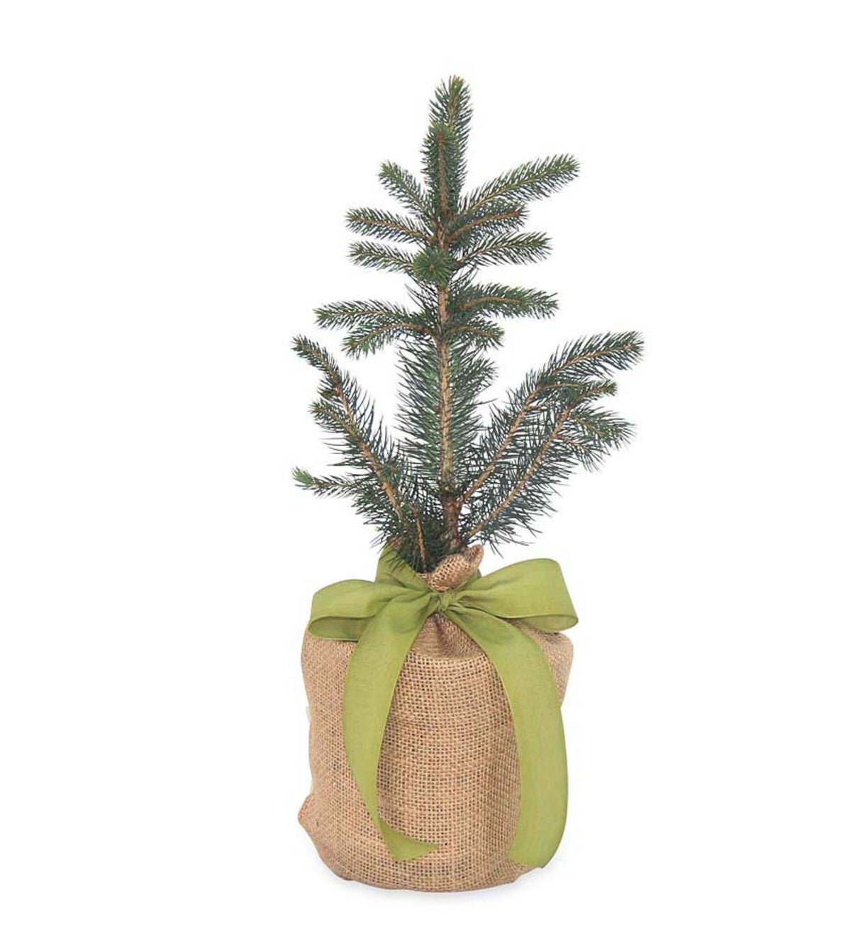 Live Potted Evergreen Trees in Burlap Gift Bag - Colorado Blue Spruce ...