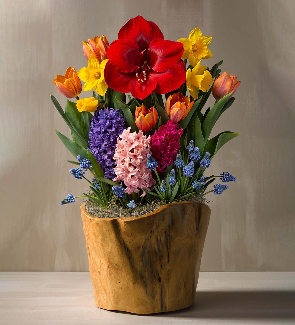 Amaryllis, Tulips, Daffodils and More Bulb Garden in Root of the Earth Bowl
