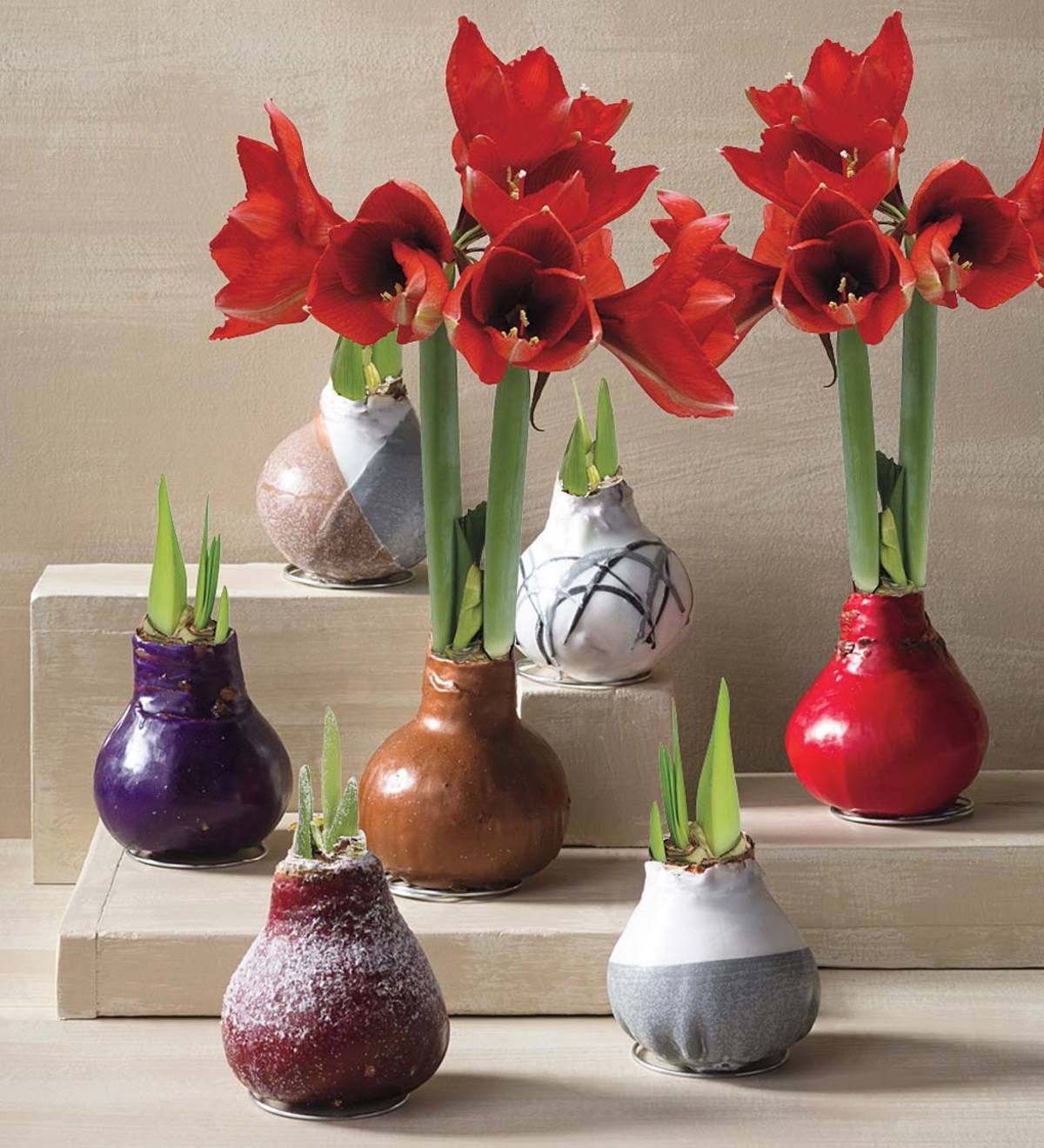 No Water Wax Dipped Amaryllis Bulb Red With Snow Vivaterra