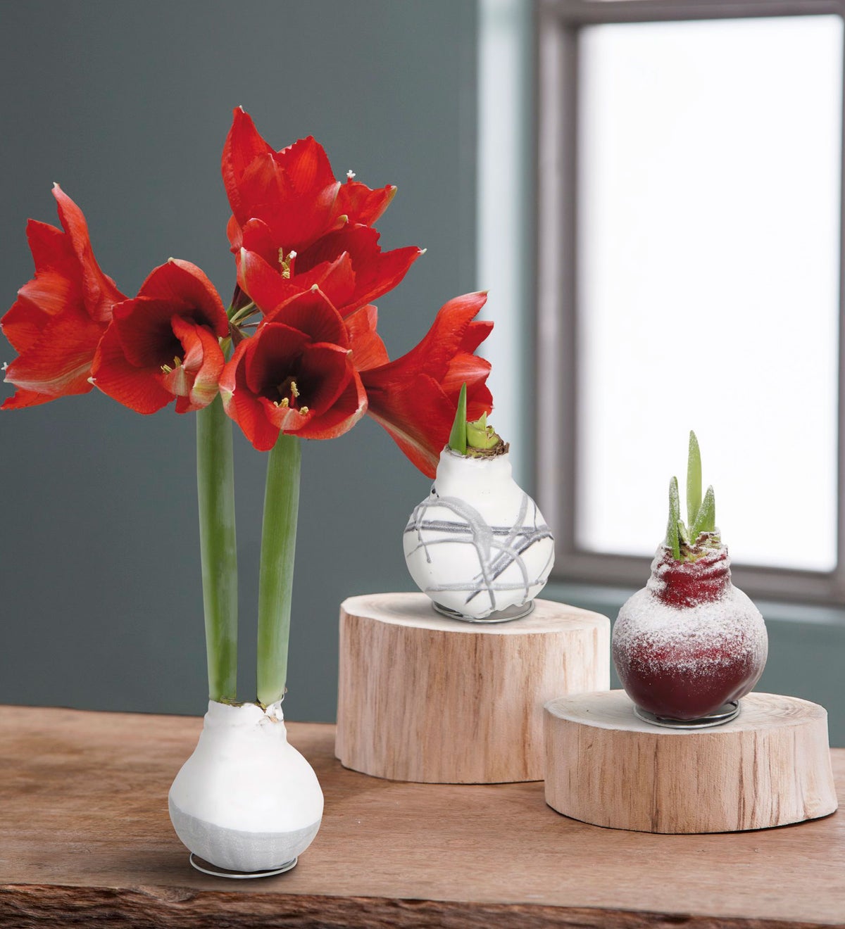 amaryllis wax bulb care after bloom