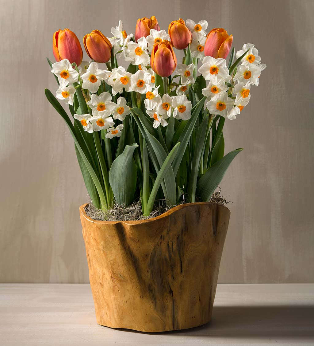 Tulip and Narcissus Bulbs in a Root of the Earth Bowl