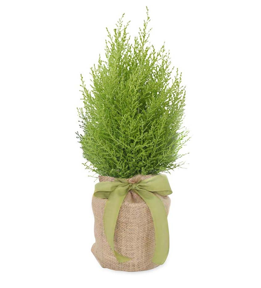 Live Potted Evergreen Trees in Burlap Gift Bag swatch image
