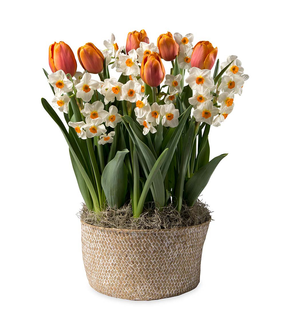 Tulip and Narcissus Bulbs in Seagrass Basket