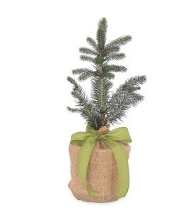 Live Potted Evergreen Trees in Burlap Gift Bag