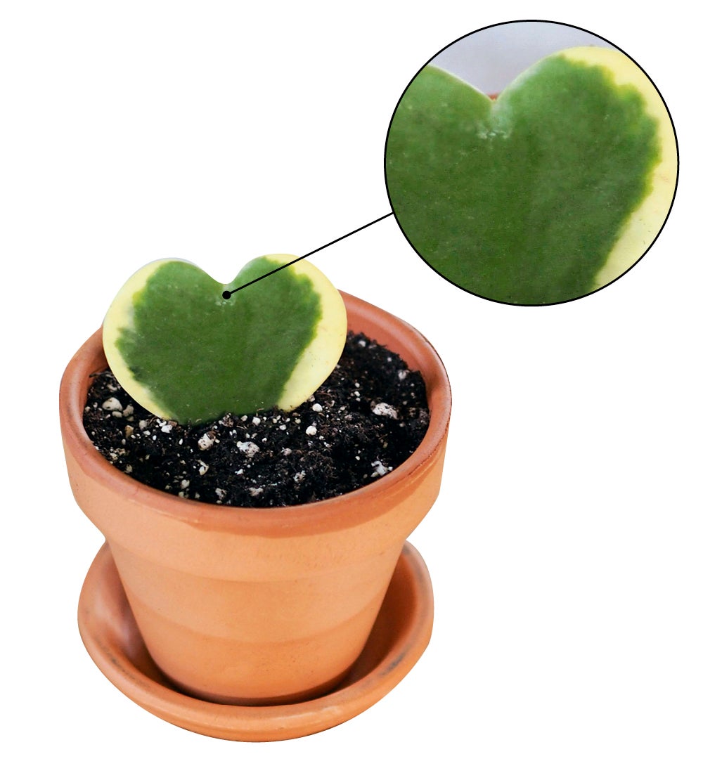 Potted Hoya Heart Plant