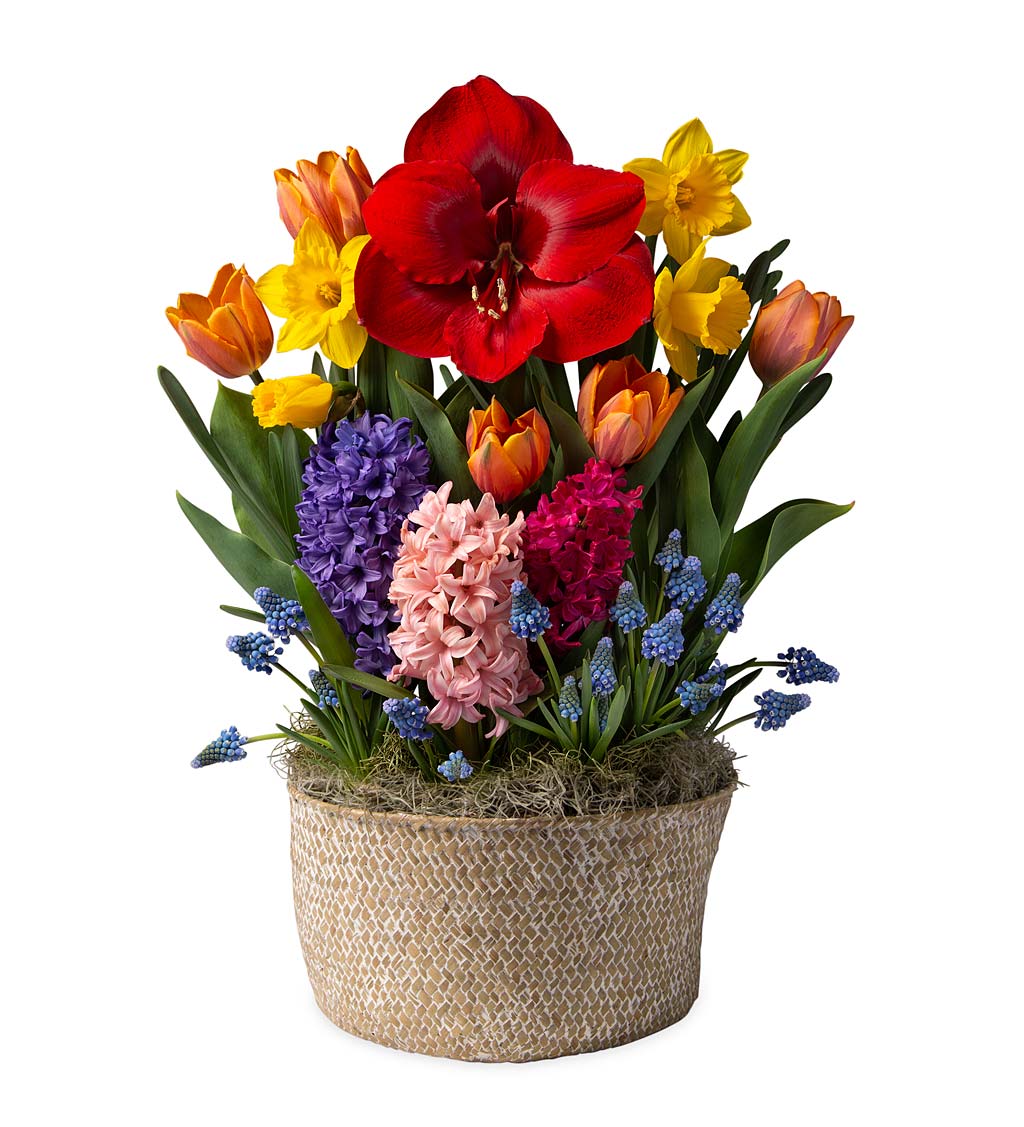 Amaryllis, Tulips, Daffodils and More Bulb Garden in Seagrass Basket
